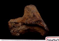 藏品(鹿頭骨帶角基)的圖片